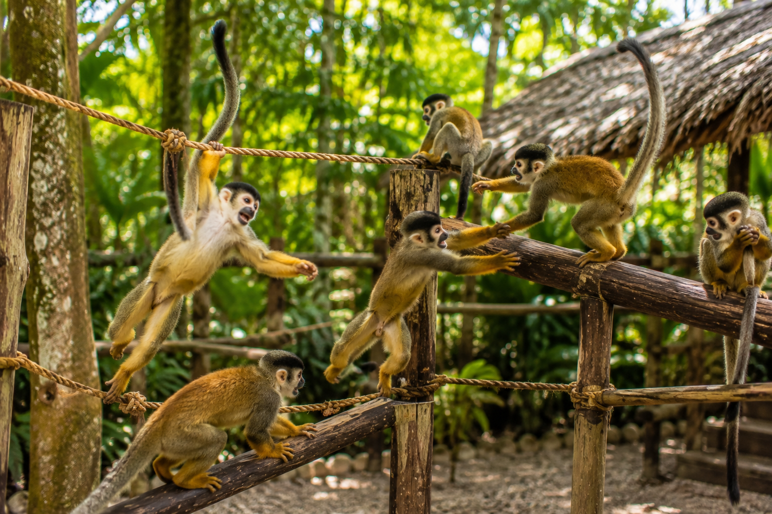 Punta Cana Monkey House VIP: Monkey Experience & Private Transfer